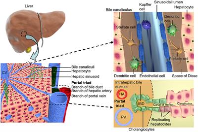 Liver Organoids: Recent Developments, Limitations and Potential